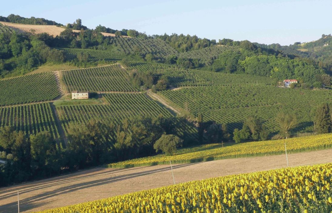 Img NEL TEMPIO DEL VERDICCHIO (DEI CASTELLI DI JESI)