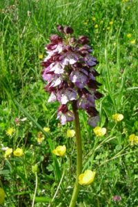 Immagine associata all'itinerario: Il Parco del Trabocco: un gioiello nascosto tra Montecarotto e Poggio San Marcello