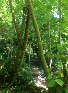 Selvettine e Cascate